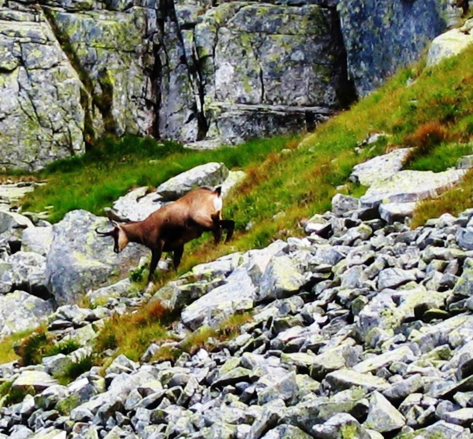 Penzion Alfa Tatry Stará Lesná Eksteriør bilde